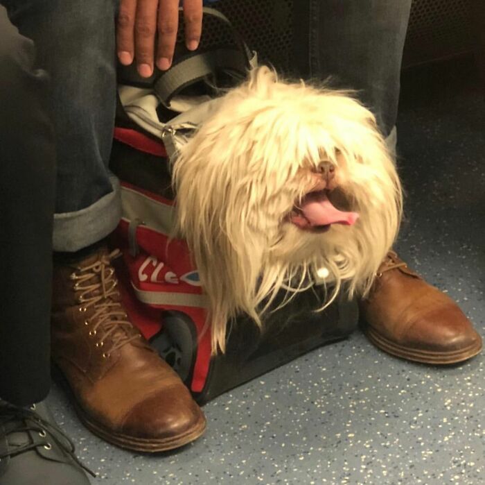 41 Times Folks Were Caught Carrying Dogs In Bags And It’s Adorable