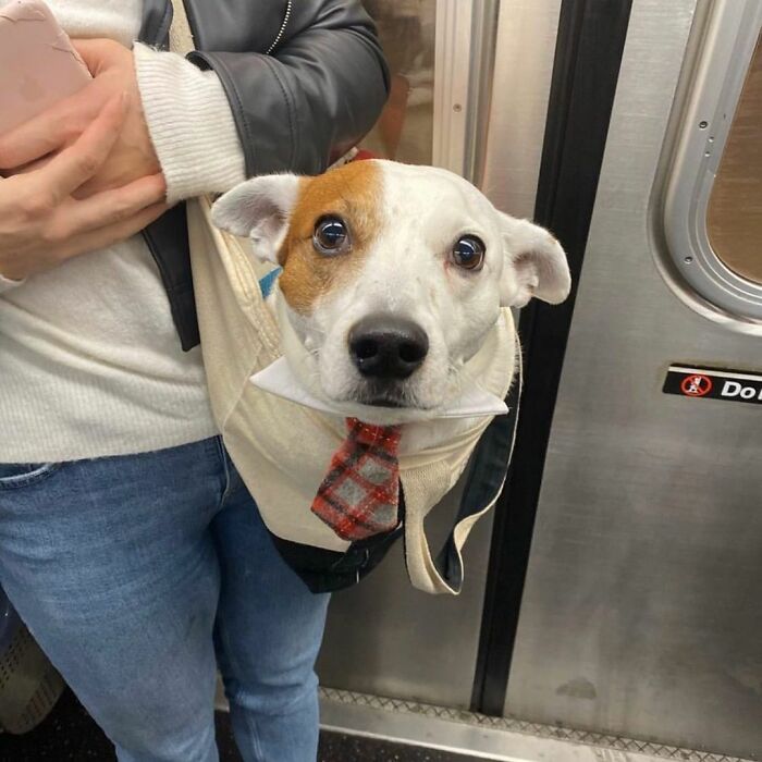 41 Times Folks Were Caught Carrying Dogs In Bags And It’s Adorable