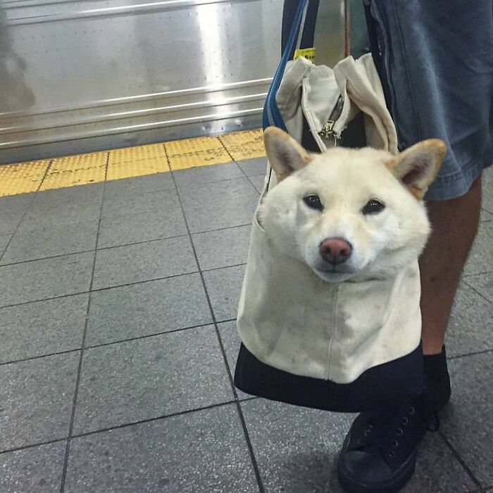 41 Times Folks Were Caught Carrying Dogs In Bags And It’s Adorable