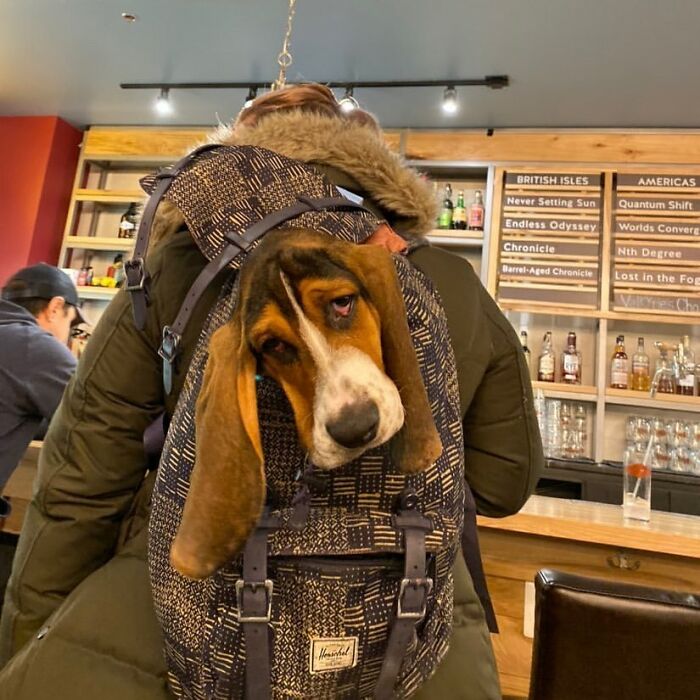 Dogs-In-Bags-Instagram