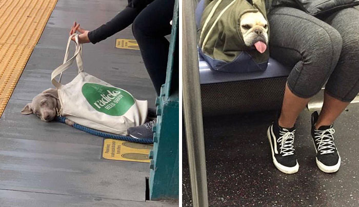 41 Personas que llevan a sus perros en bolsas, y es adorable