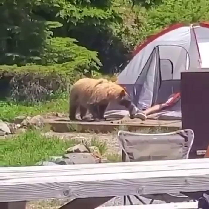 No le avises al hombre ni intentes ahuyentar al oso: solo filma