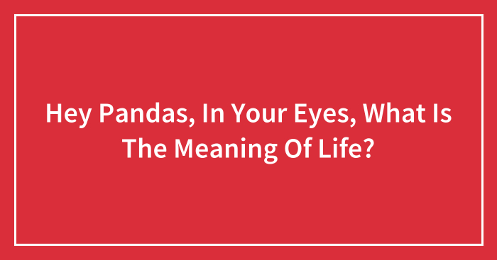 Hey Pandas, In Your Eyes, What Is The Meaning Of Life? (Closed)