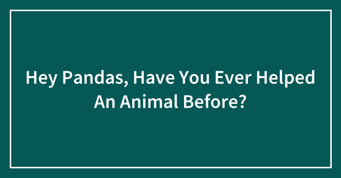 Hey Pandas, Have You Ever Helped An Animal Before? (Closed)