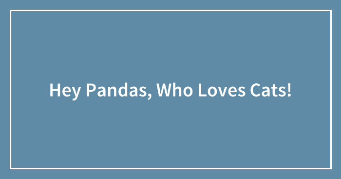 Hey Pandas, Who Loves Cats!