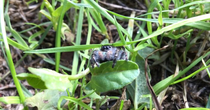 Hey Pandas, Photoshop The Spood (Closed)