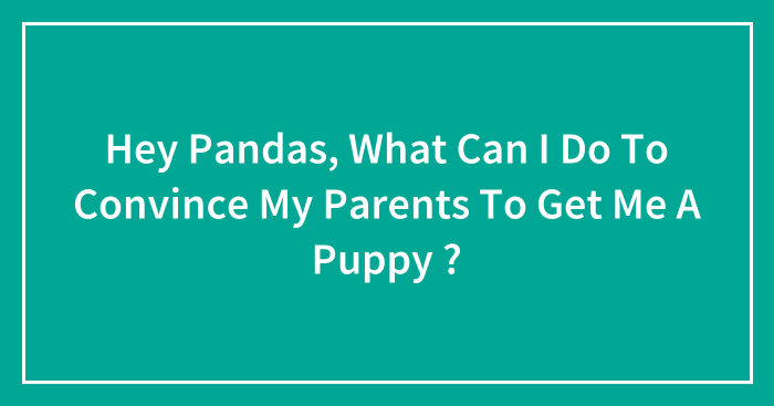 Hey Pandas, What Can I Do To Convince My Parents To Get Me A Puppy ?