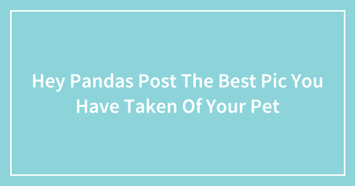 Hey Pandas Post The Best Pic You Have Taken Of Your Pet