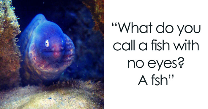 224 Of The Funniest And The Seal-iest Animal Puns