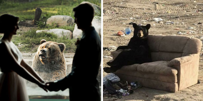 30 Times People Captured Bears Doing Ridiculous And Adorable Things