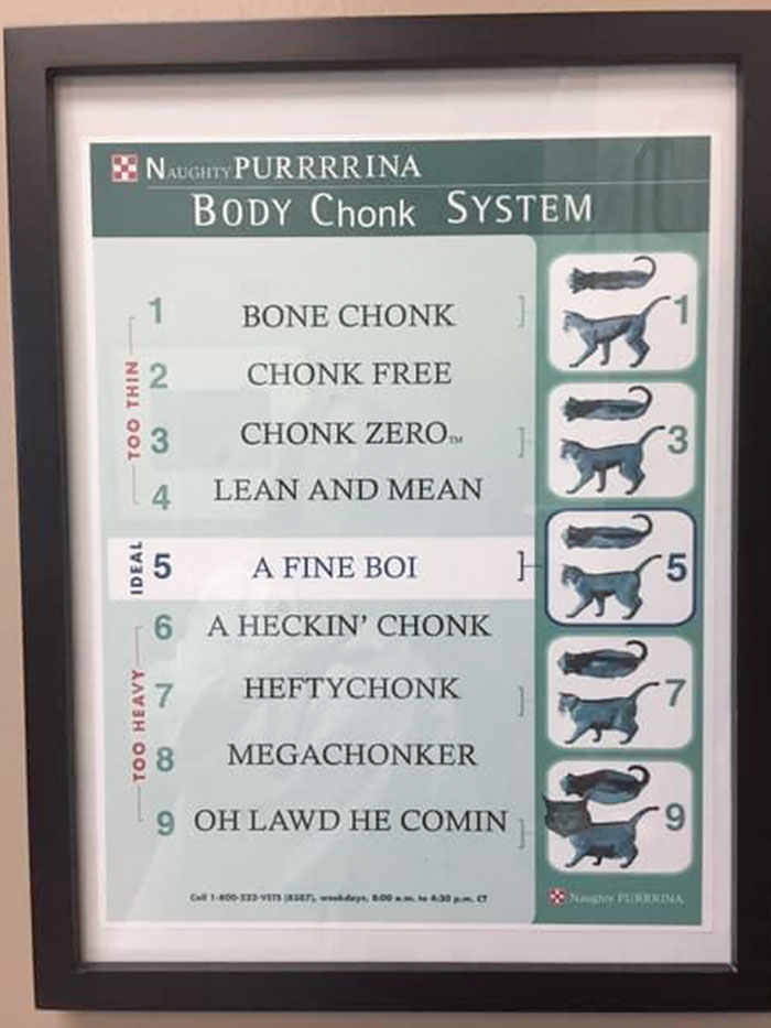Successful Fat Scoring System For Your Cat At The Vet Clinic