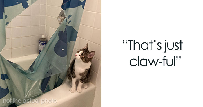 30 Cat Puns And Jokes That Might Keep You Chuckling For 9 Whole Lifetimes