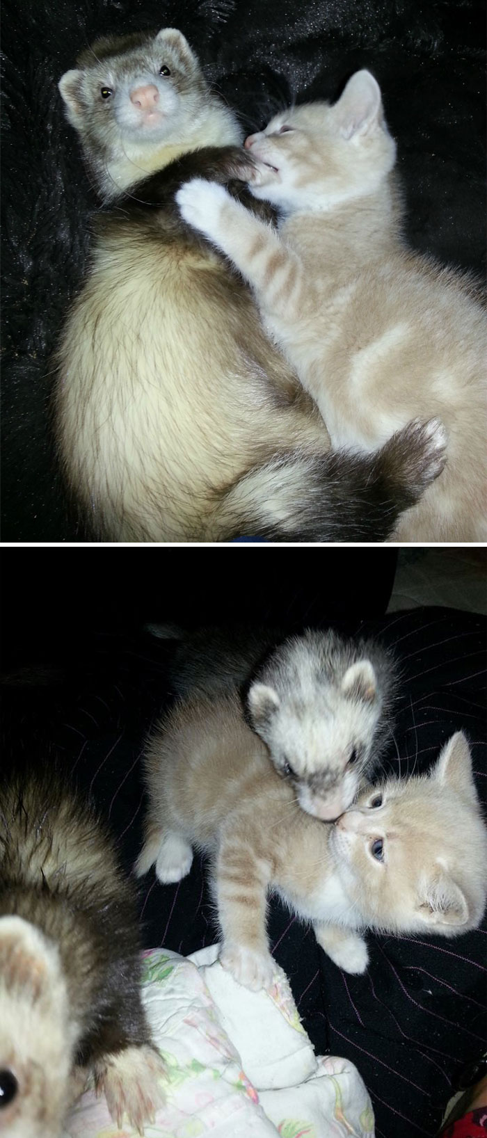 In Early June I Took Home A Kitten And Was Worried About Introducing Him To My Ferrets. Watch Him Grow Up With Them