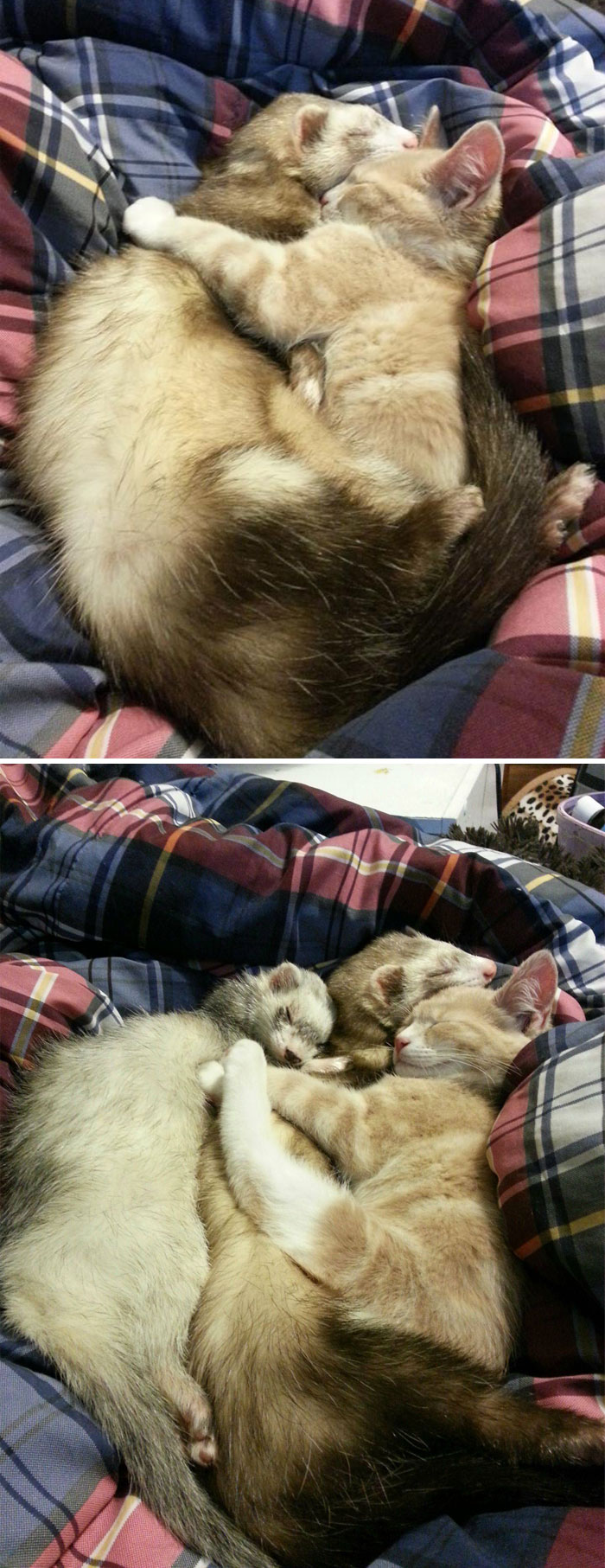 Worried My Kitten Might Grow Up Thinking He's A Ferret