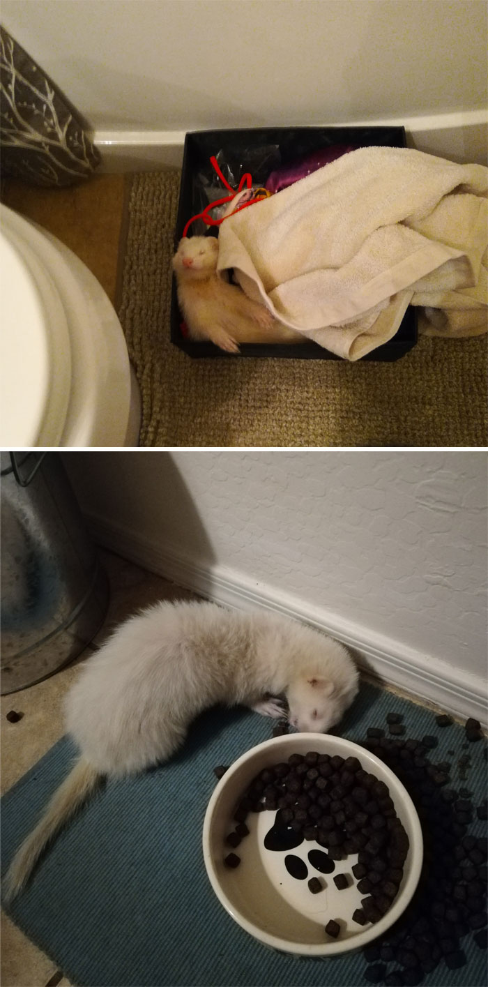 Albino Ferret Treats Someone Else’s House Like A B&B, Homeowner Asks The Internet To Help Find Its Owner