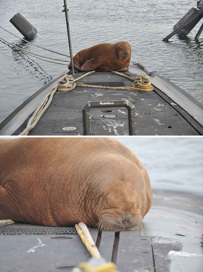 A Walrus Climbed On A Walrus-Class Submarine In The Netherlands