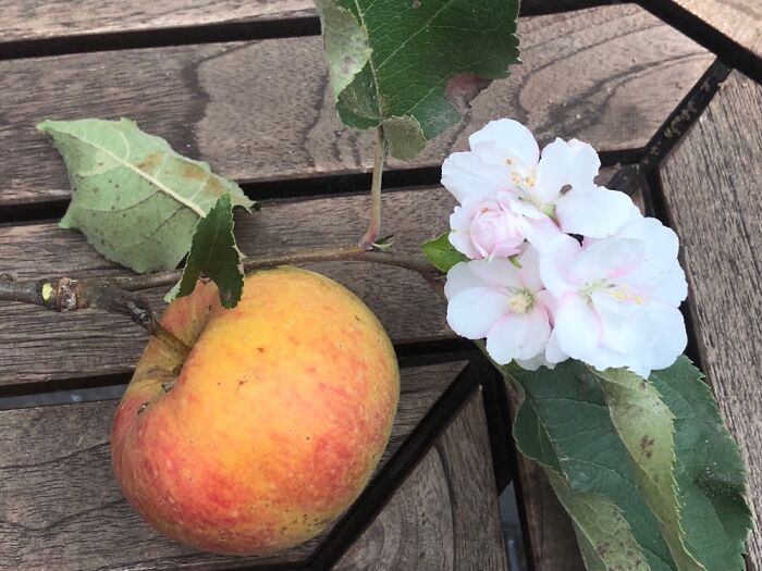 Old Appletree Started Flowering On A Branch That Already Had A Ripe Fruit On It, No Photoshop