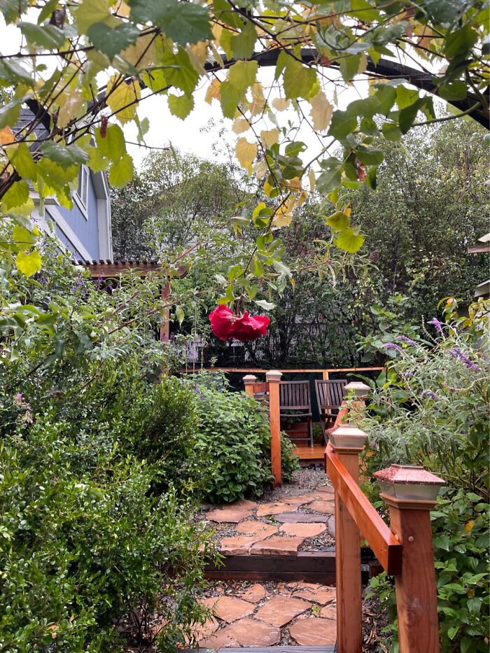 My Garden Took 7 Years On A Suburban Plot Artist Studio Chickens Small Orchard