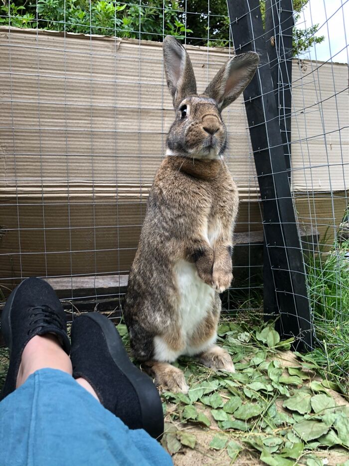 Biscuit On Guard Duty.