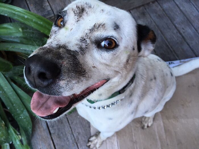 Sid After Truffle Hunt