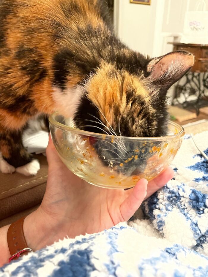 Even 19-Year-Old Senior Kitties Love To Lick The Spaghetti Bowl!