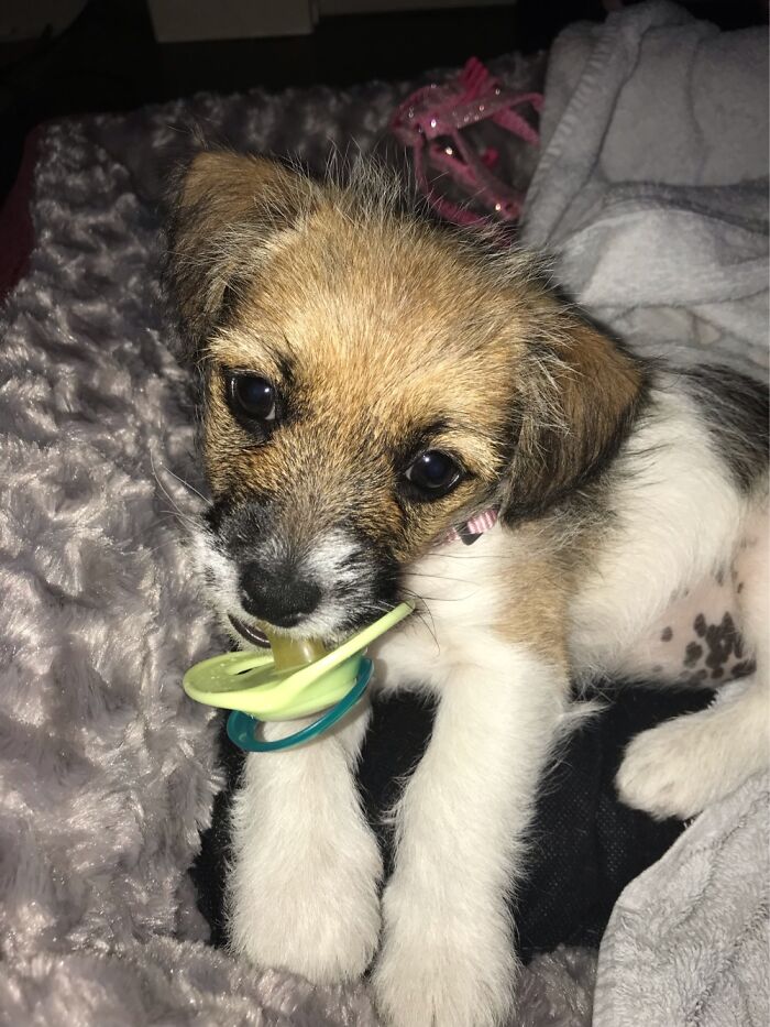 Not Funny, But Utterly Adorable 🥰