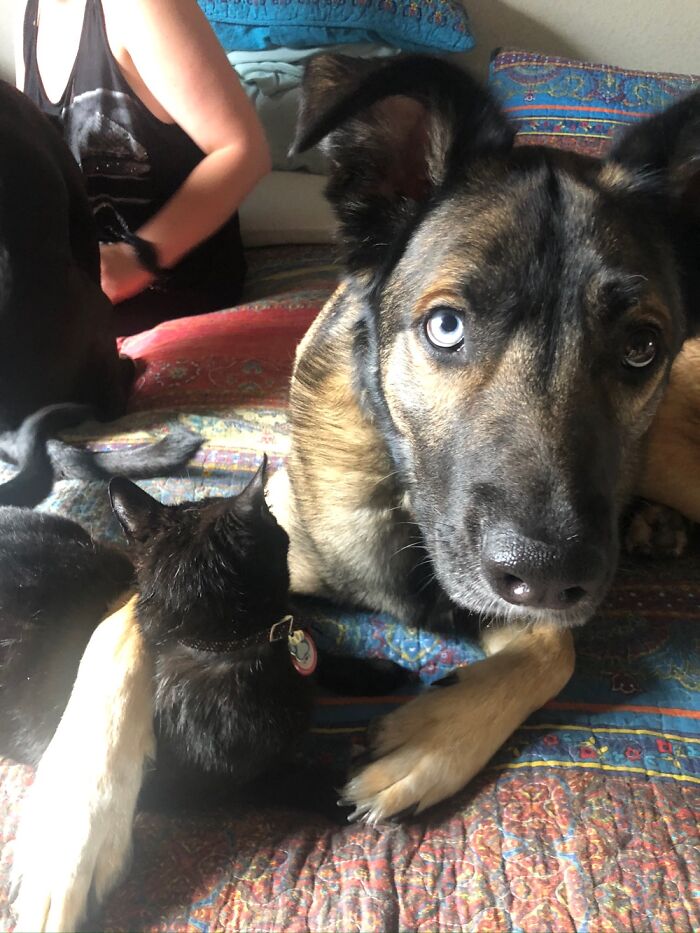 Best Friends! 90 Pound Gsd/Husky And 9lb Kitty