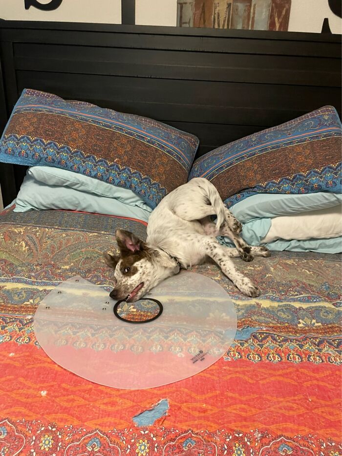 Somebody Figured Out How To Get The Cone Of Shame Off!