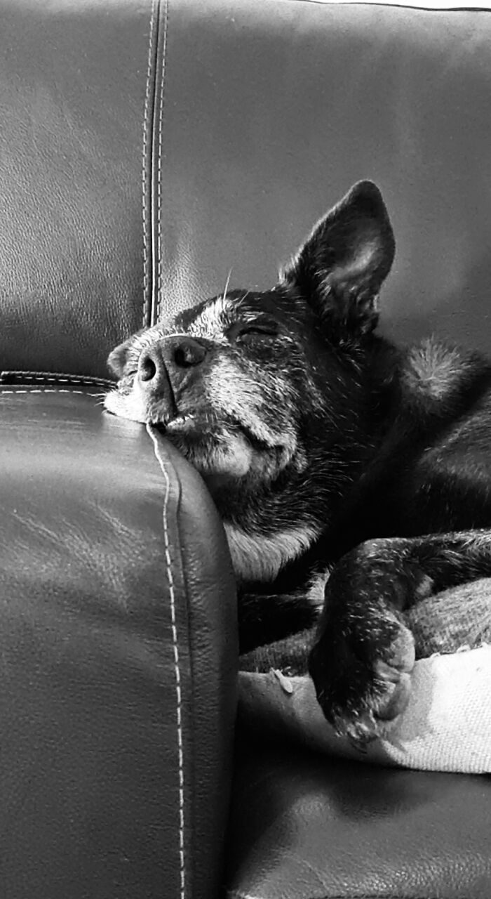 Toby - Our Good Senior Boy. He Has Arthritis Now But Is Spoiled And Loved So Much