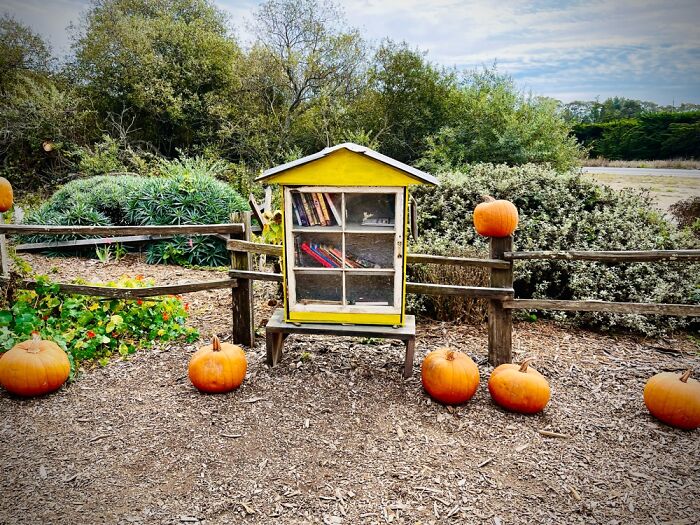 One Of My Favorite Places Pie Ranch Levelled Up Their Library With Pumpkins