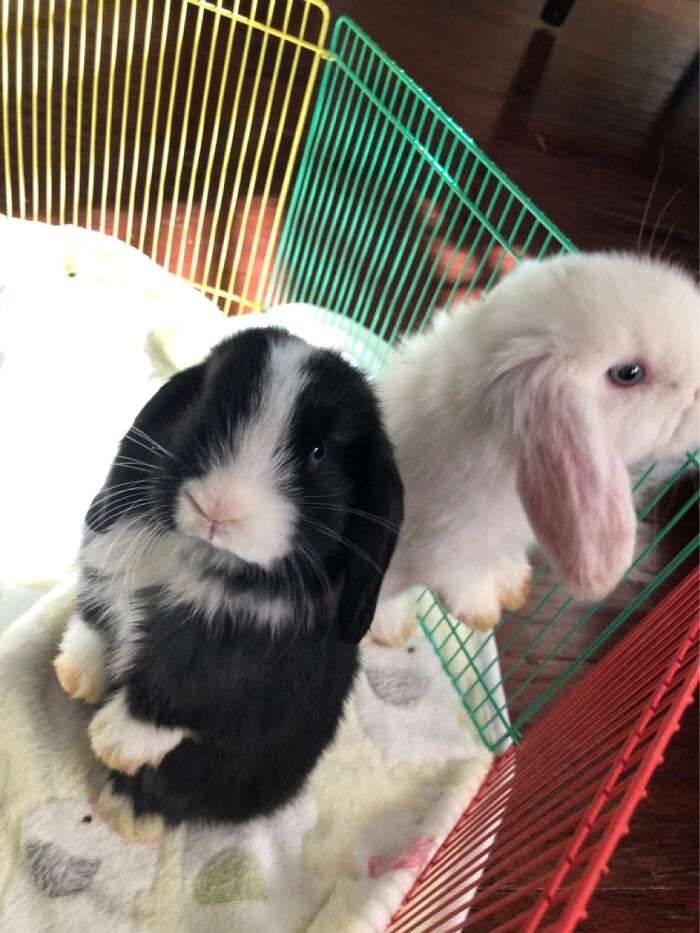 I Have 2 More Bunnies But This Is Rainy And Kiwi