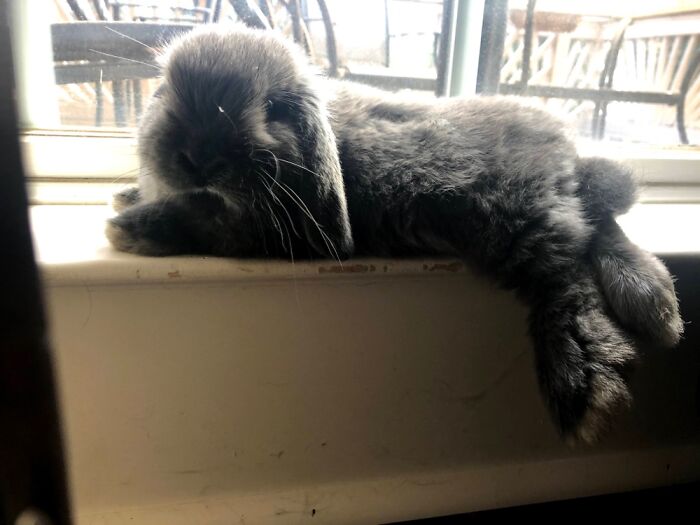 My Bunny Laying On The Windowsill (His Favorite Spot)