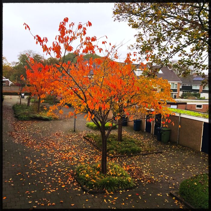 Autumn In Holland