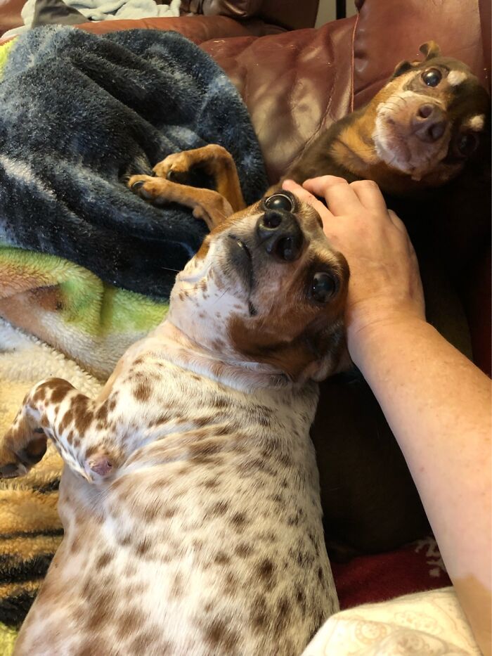 Polly And Skippy. They Love Blankets