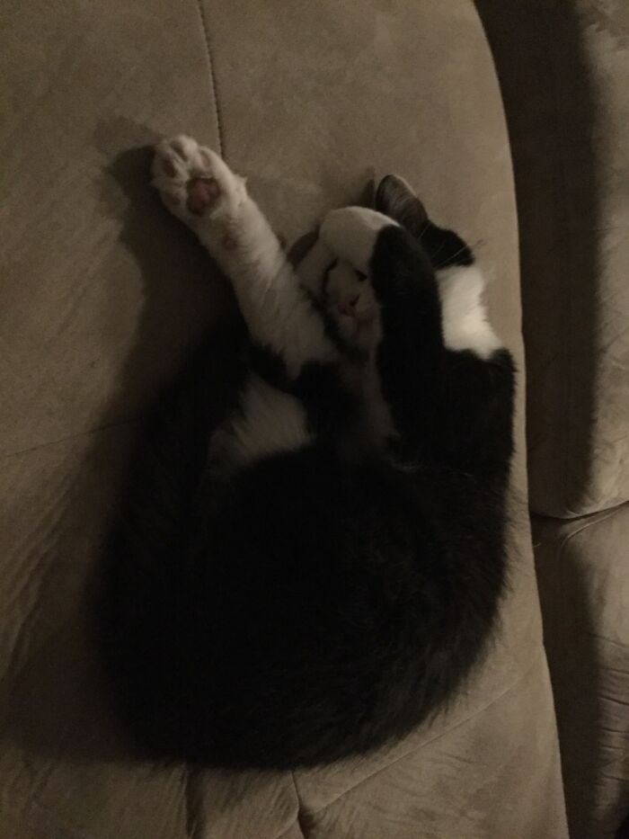 Willow Likes Sleeping In Odd Positions