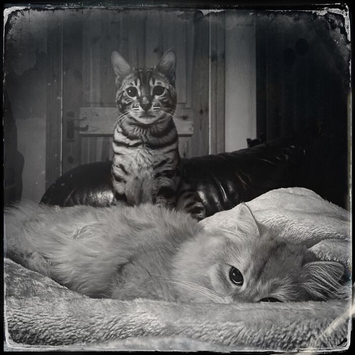 My Cats, Tintype Photo