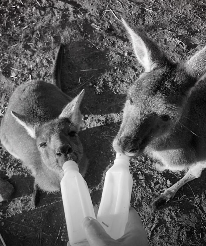 Bottle Feeding Baby Kangaroos