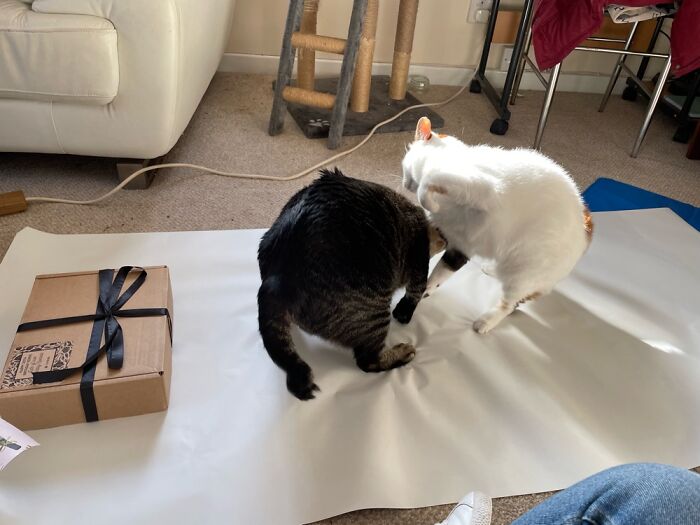 Rocky And Roxy - Usually Fighting Or Sleeping