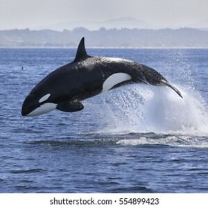 advityajandial avatar