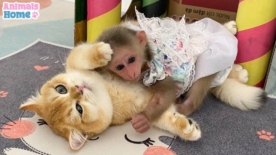 Conheça Bibi, o macaquinho bebê que faz amizade com qualquer animal