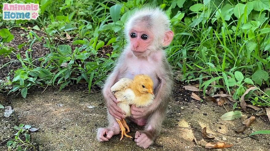 Meet Bibi, The Little Baby Monkey Who Befriends Any Animal