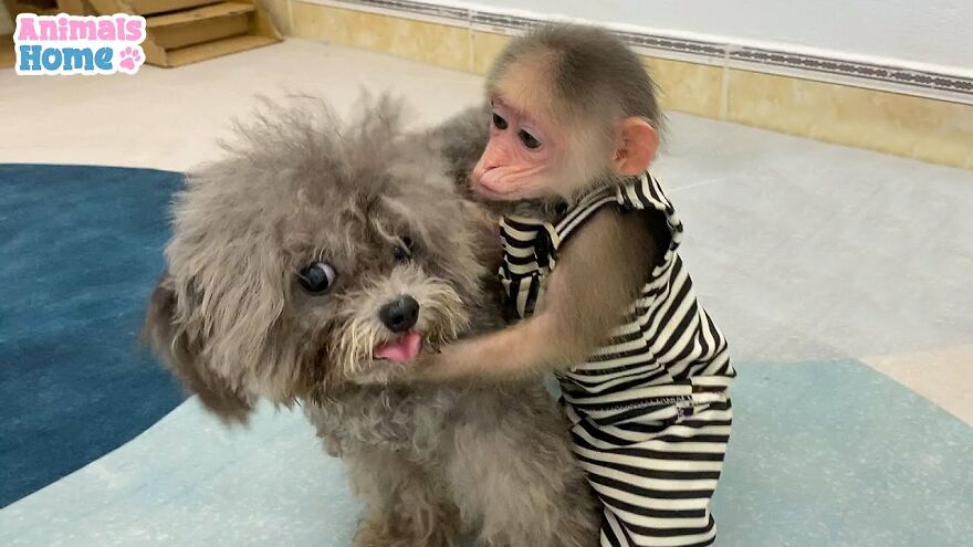 Meet Bibi, The Little Baby Monkey Who Befriends Any Animal