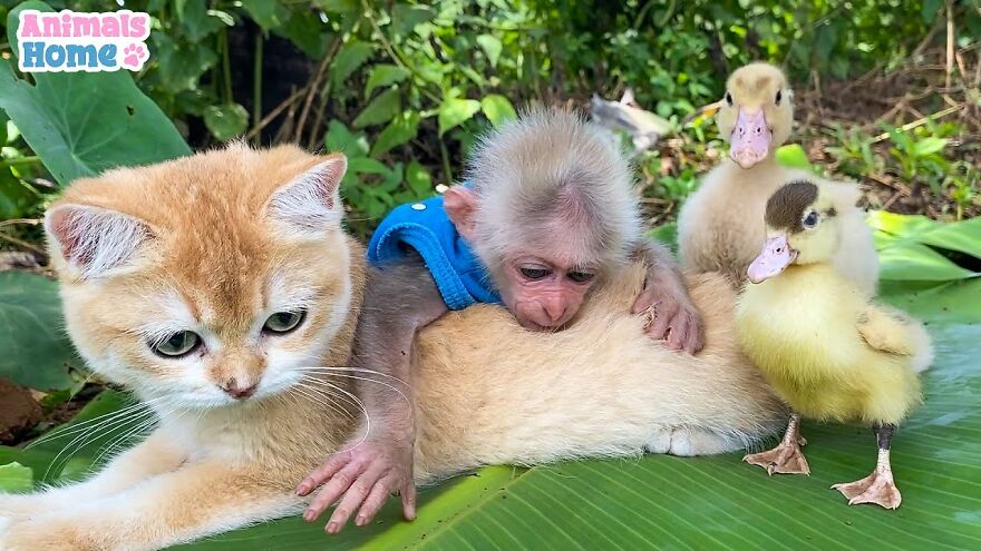 Rescued Indonesian Monkey Makes Friends Everywhere She Goes, And The  Internet Loves It (35 Pics) | Bored Panda