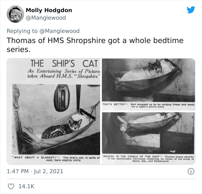 Twitter User Shared 14 Historical Photos Of Cats Chilling In Their Tiny Hammocks Aboard Naval Ships