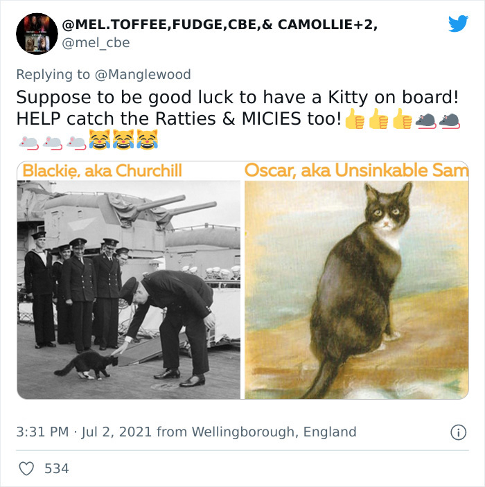 Twitter User Shared 14 Historical Photos Of Cats Chilling In Their Tiny Hammocks Aboard Naval Ships