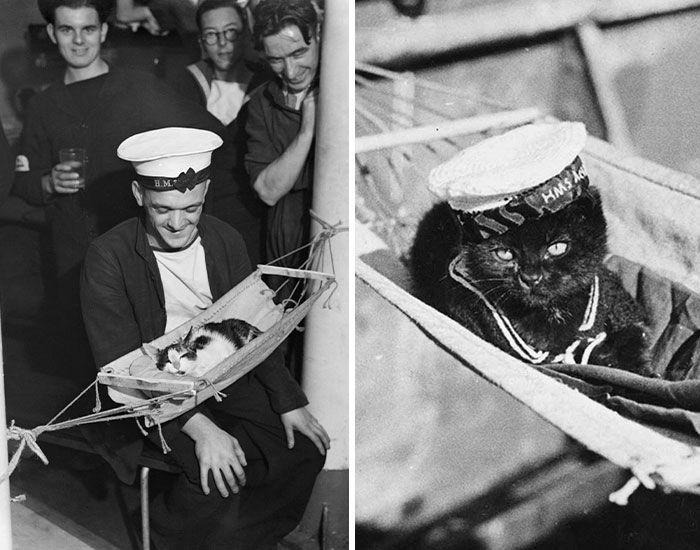Twitter User Shared 14 Historical Photos Of Cats Chilling In Their Tiny Hammocks Aboard Naval Ships