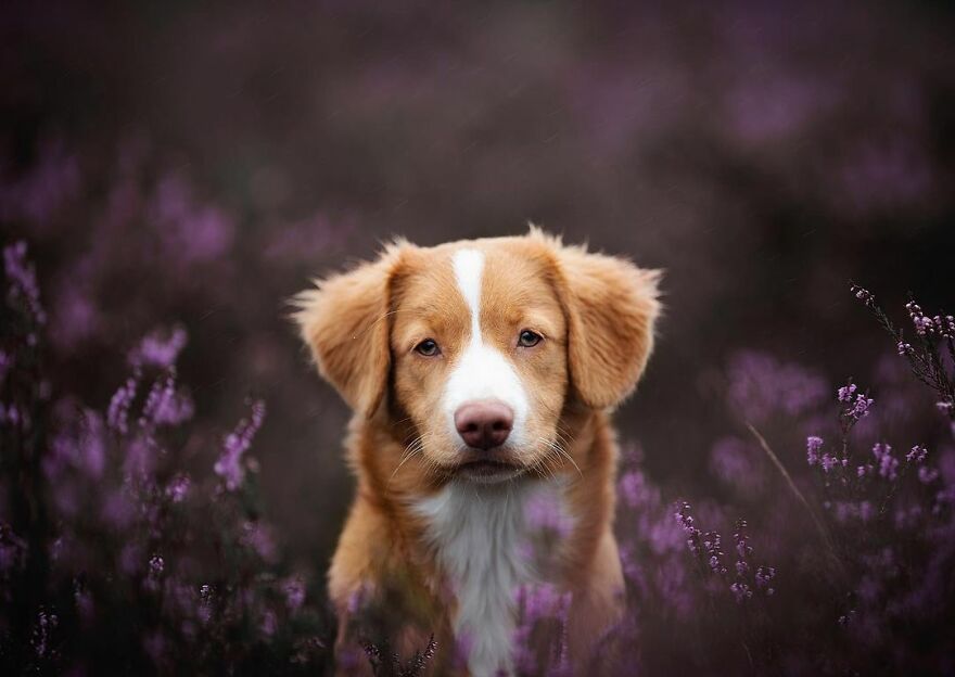 My Most Popular Pics Since I Started Dog Photography