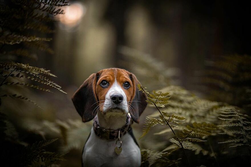 My Most Popular Pics Since I Started Dog Photography