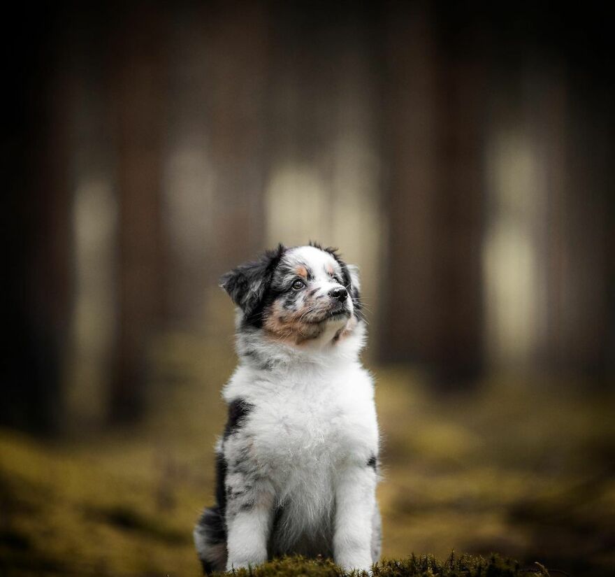 My Most Popular Pics Since I Started Dog Photography