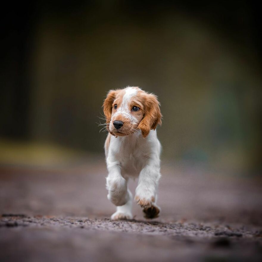 My Most Popular Pics Since I Started Dog Photography